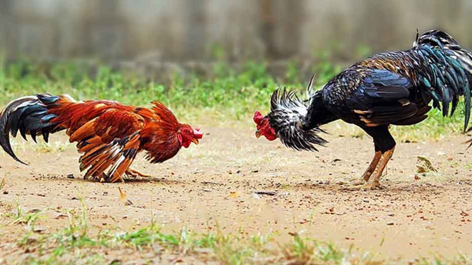 winning gamefowl