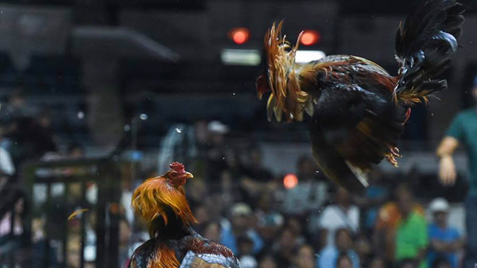 countries with cockfighting