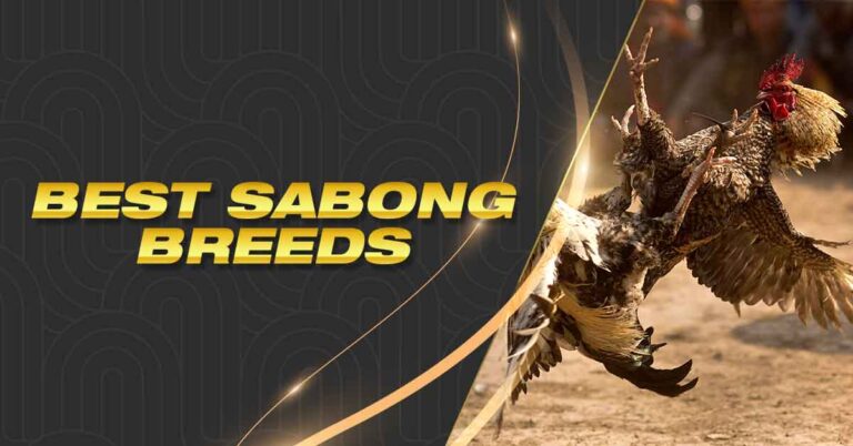 best sabong breeds